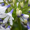 Image 11: One, Two or Three Agapanthus Potted Plant Collections 9cm