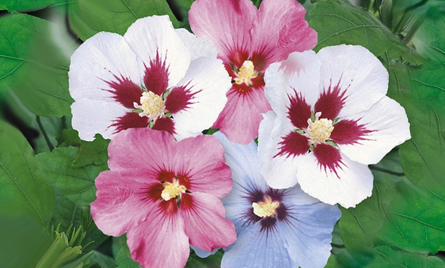 Image 2: 5 Hibiscus Hedge Plants 