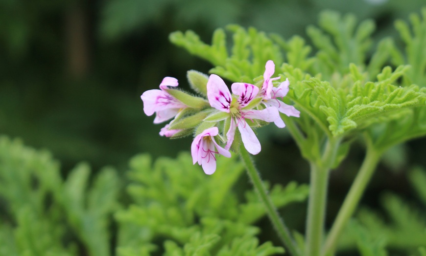 Image 4: Set van 3 of 6 citroen Geranium planten