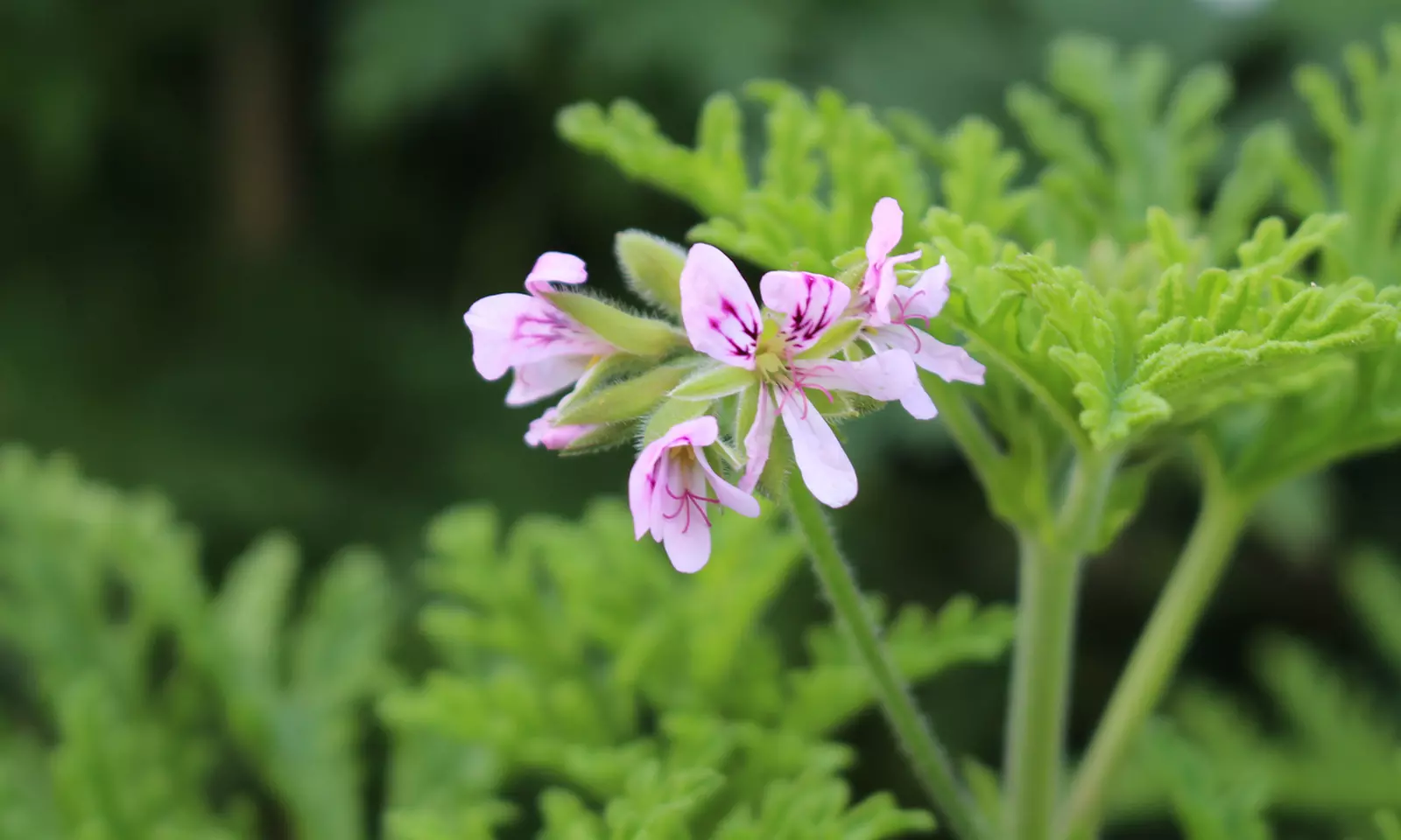 Set van 3 of 6 citroen Geranium planten