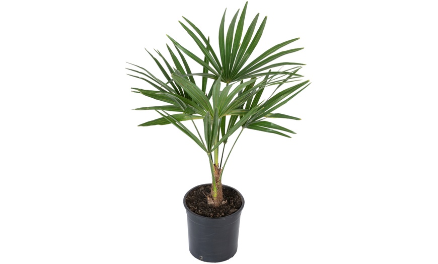 Image 2: 1 ou 2 palmiers "Trachycarpus fortunei" de Gardenzo
