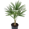 Image 2: 1 ou 2 palmiers "Trachycarpus fortunei" de Gardenzo