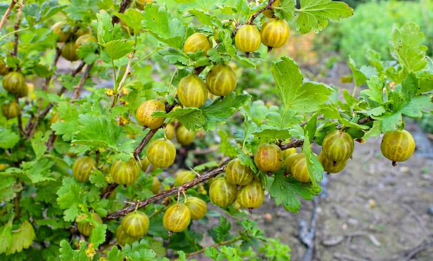 Image 11: Gooseberry Fruit Collection