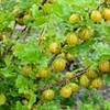 Image 11: Gooseberry Fruit Collection