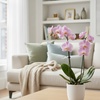 Image 1: Live Orchid Deal: Elegant Light Pink Orchid with Free Shipping Up to 28% Off