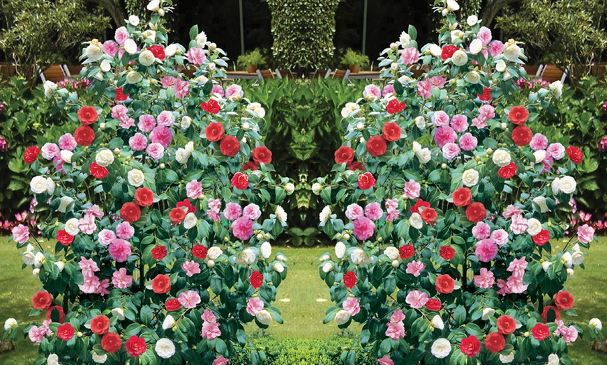 Image 22: Perennial Plant Collection Japanese Anemone, Echinacea and Delphinium