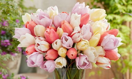 Tulip Pastel Mix Collections,Tulip Cream Cocktail,8 Bulbs, Blush