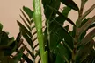 1 of 2 Zamioculcas zamiifolia (ZZ-planten) in verschillende maten - Image 3