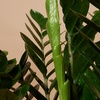 Image 3: 1 of 2 Zamioculcas zamiifolia