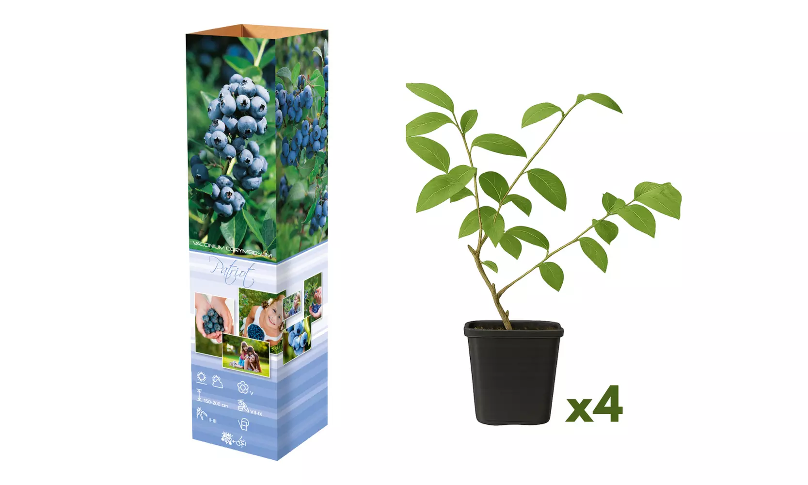 4x oder 8x Blaubeerpflanzen