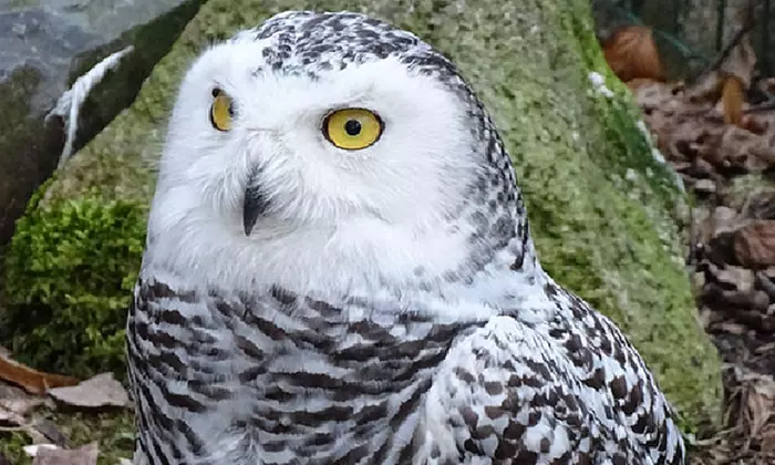 Tageskarte oder Familienkarte für den Tierpark Weißwasser