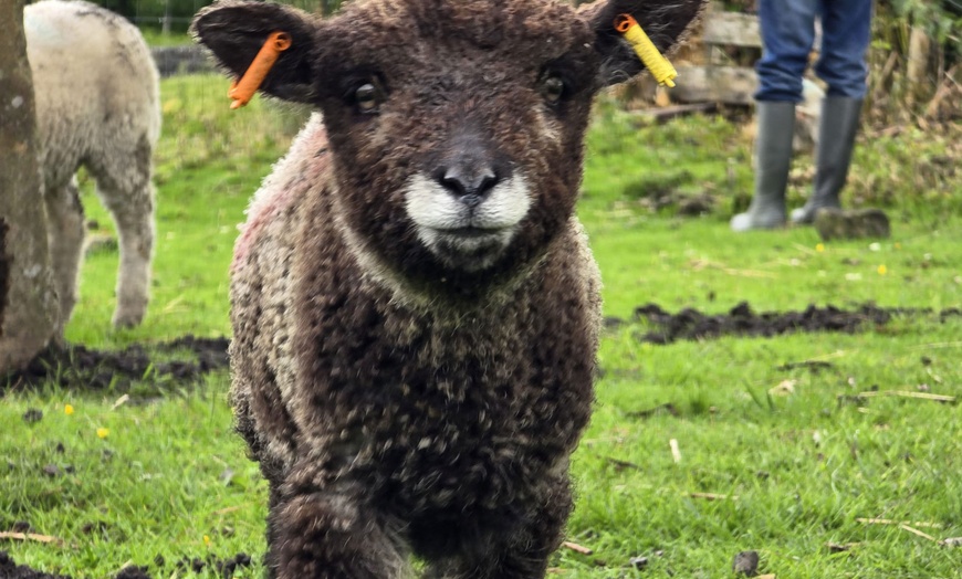 Image 6: Shepherd for a Day with Hands-On Farm Experiences