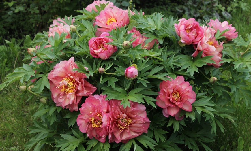 Image 3: Peony Itoh ‘Bartzella’ or ‘Hilary’ - Potted Plants in 2 Litre Pots