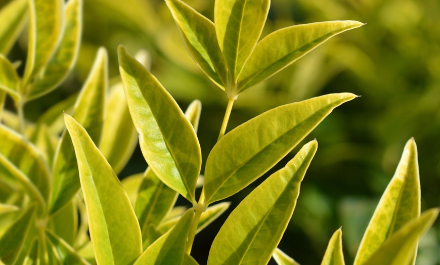 Image 2: Nandina Lemon and Lime Plant in 17cm Pot