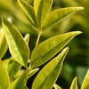 Image 2: Nandina Lemon and Lime Plant in 17cm Pot