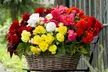 Upto 60 Begonia Nonstop Mixed Plug Plants - Second Medium