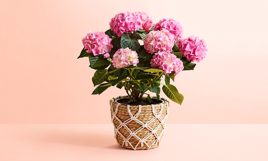 Image 7: Next Day Delivery Lush Plants from 1-800-Flowers (up to 50% off)