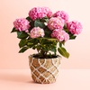 Image 7: Next Day Delivery Lush Plants from 1-800-Flowers (up to 50% off)