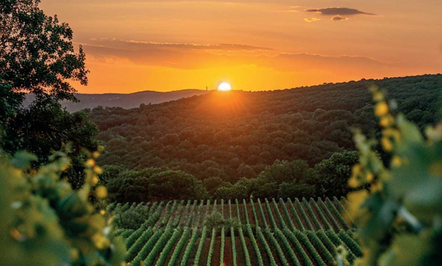 Image 6: Eintritt zur "Weinwelt Georgiens" für 1 Pers. in Hamburg (Mai – Juli)