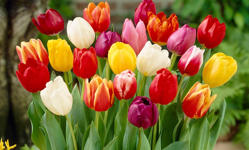 Image 2: 15 or 30 Triumph Tulip Mixed Bulbs for Spring Gardens 