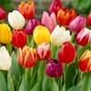 Image 2: 15 or 30 Triumph Tulip Mixed Bulbs for Spring Gardens 