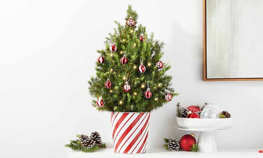 Image 6: Christmas Décor & Plant Gifts FTD.com Same-Day Delivery Up to 55% Off