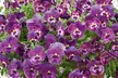 Vibrant Winter Flowering Pansy Mixes - up to 72 Plants - Image 4