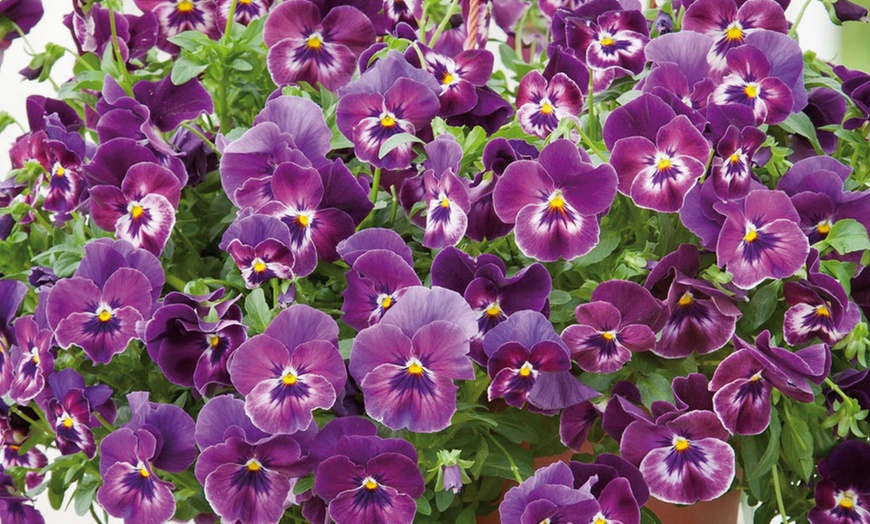 Image 4: Vibrant Winter Flowering Pansy Mixes - up to 72 Plants