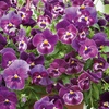 Image 4: Vibrant Winter Flowering Pansy Mixes - up to 72 Plants