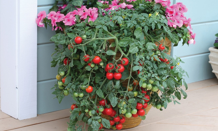 Image 1: 3, 6 or 12 Tomato Tumbling Tom Postiplug Plants