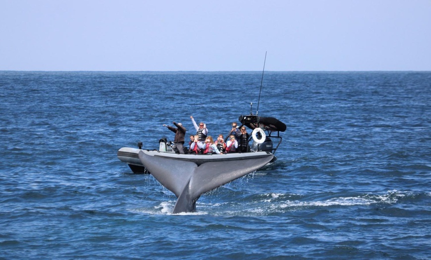 Image 2: Whale Watching Tours – Small Groups, Fast Boats
