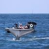Image 2: Whale Watching Tours – Small Groups, Fast Boats