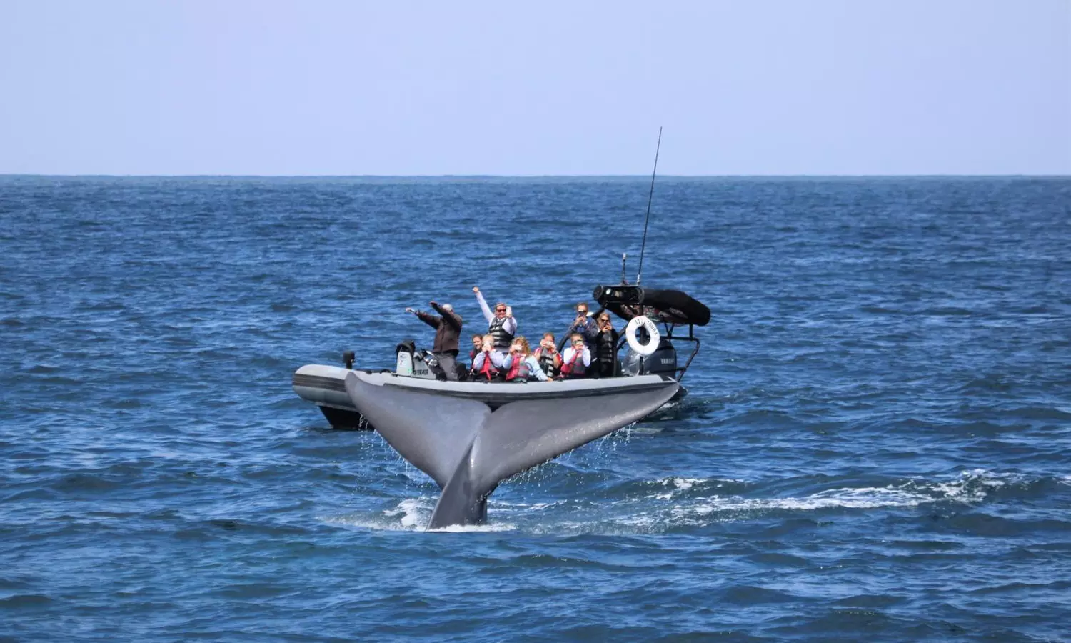 Whale Watching Tours – Small Groups, Fast Boats