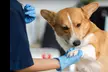 Master Pet Care Careers with Individual or Bundle Courses from International Open Academy Up to 96% Off - Second Medium