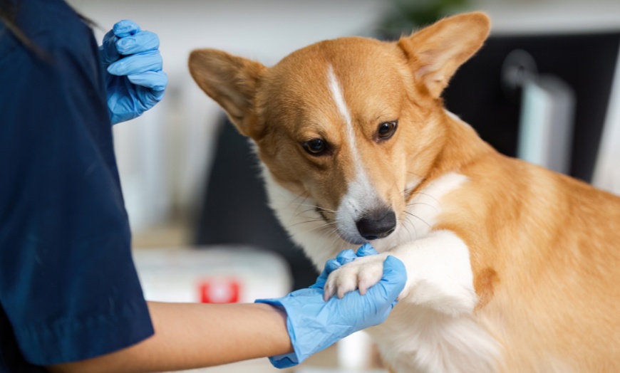 Image 2: For All Pet Lovers: Online Single Course, 3‑Course or 5‑Course Bundle