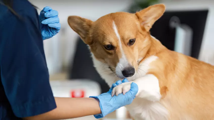 For All Pet Lovers: Online Single Course, 3‑Course or 5‑Course Bundle