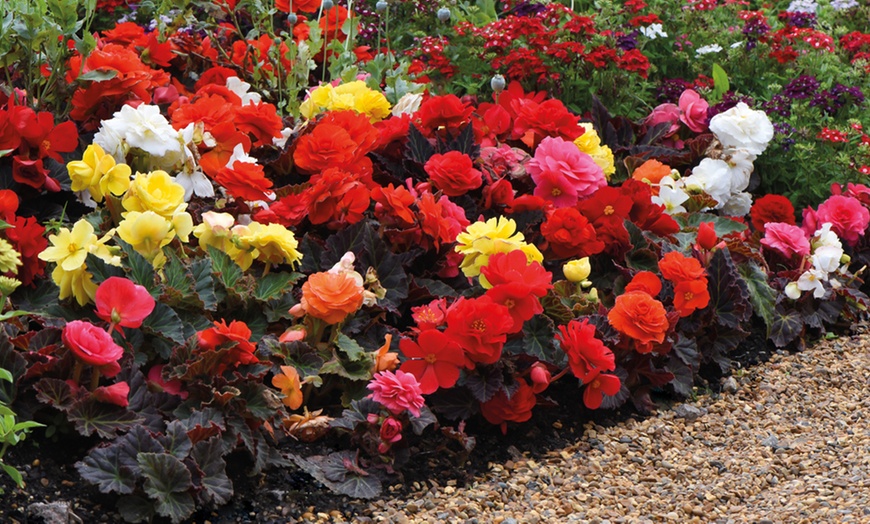 Image 6: Up to 72 Mixed Begonia Plug Plants