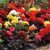 Image 6: Up to 72 Mixed Begonia Plug Plants