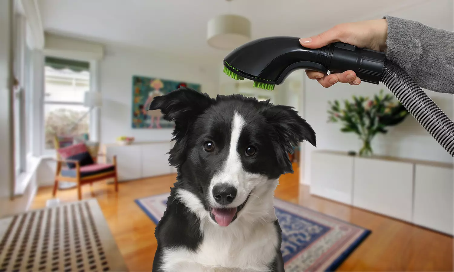 Draadloze stofzuiger Turbo Silence + kit Dierenverzorging