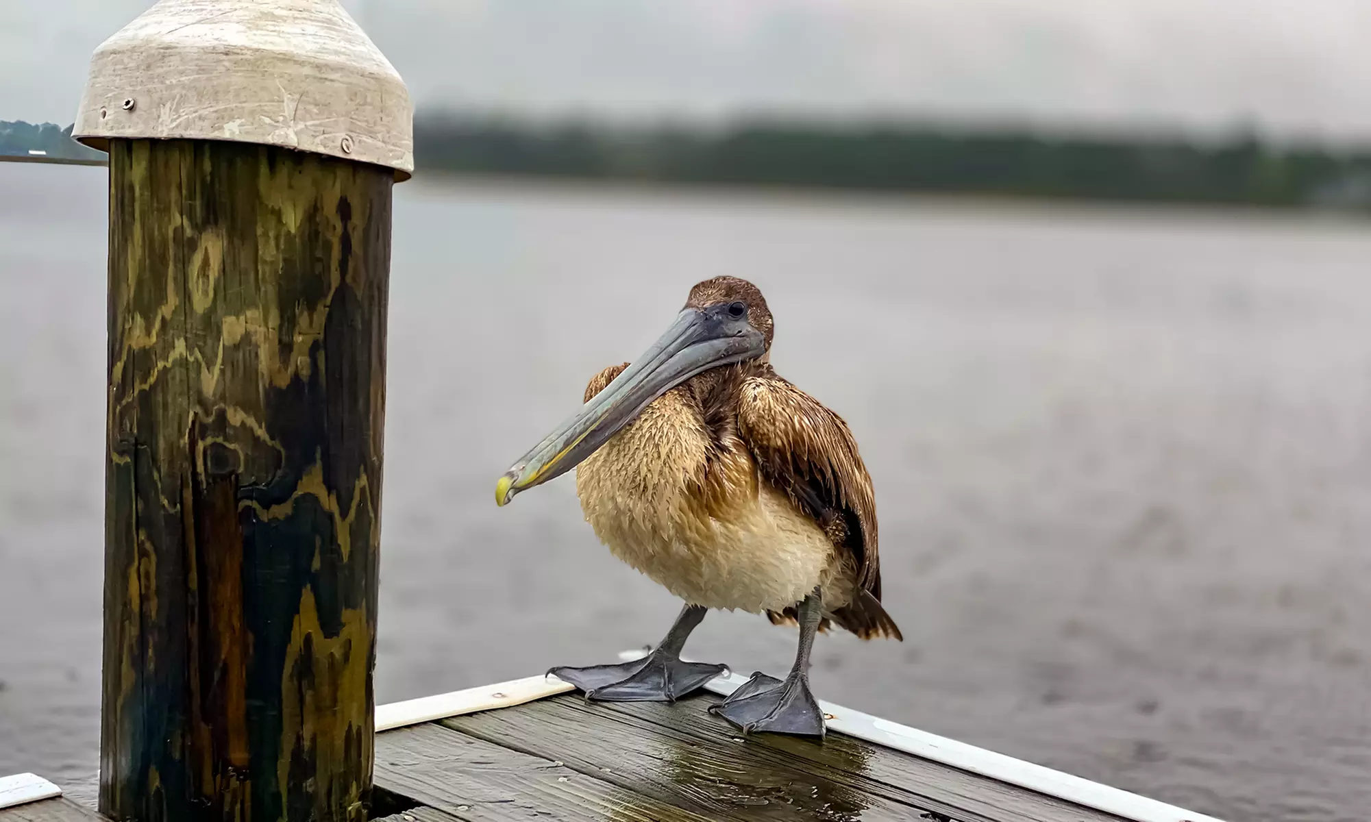 Capture Stunning Photos: Two or Four-Hour Emerald Coast Photo Safari