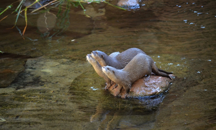 Image 9: Entrada nocturna a Bioparc Fuengirola con cena para niño o adulto