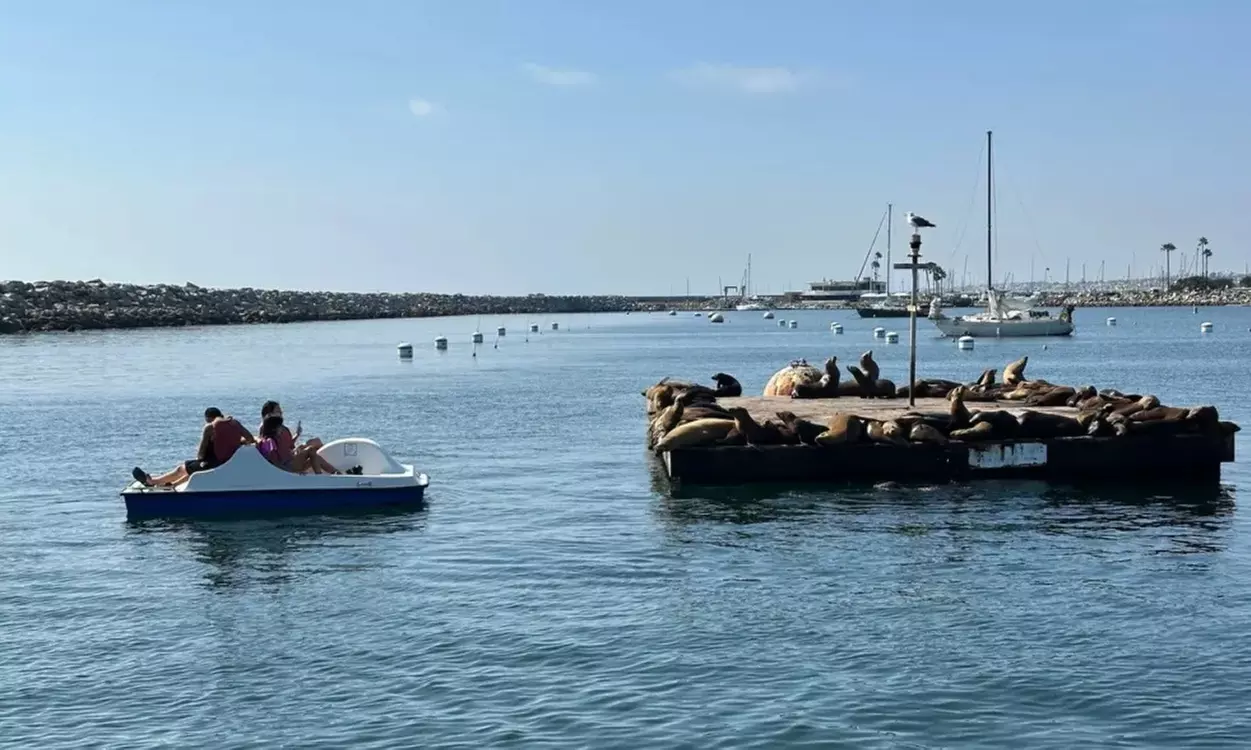 Glide Through Redondo Harbor: Enjoy Coastal Views & Spot Sea Lions on a Fun Pedal Boat - Second Medium