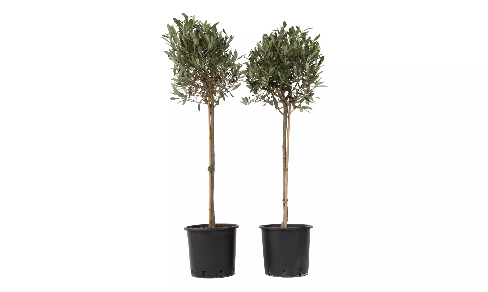 1x oder 2x winterharter Olivenbaum