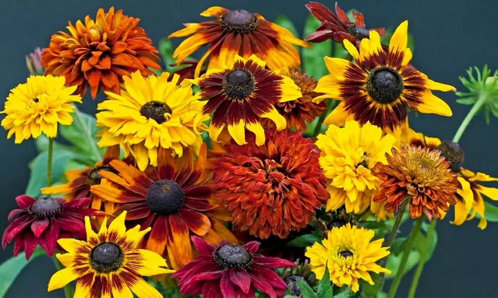 60 or 120 Mixed Summer Bedding Plants