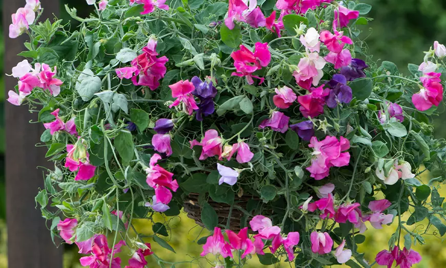 Image 3: Fragrant Trailing Sweet Pea