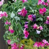 Image 3: Fragrant Trailing Sweet Pea