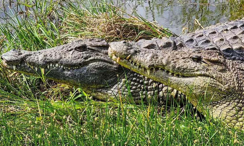 Explore the Wildlife Up Close With Self-Guided or Big Croc Guided Tour at Up to 48% Off at Crocodile Encounter - Primary Image