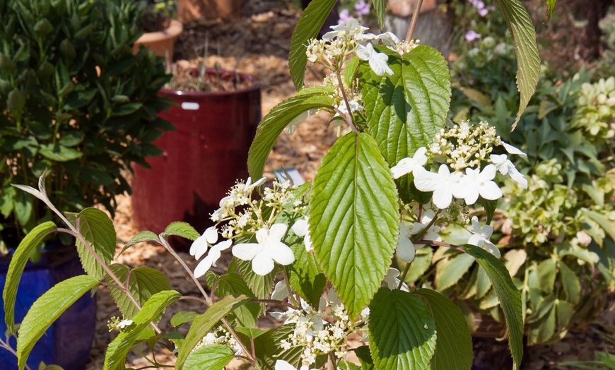 Image 4: Viburnum plicatum 'Kilimanjaro Sunrise'