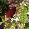 Image 4: Viburnum plicatum 'Kilimanjaro Sunrise'