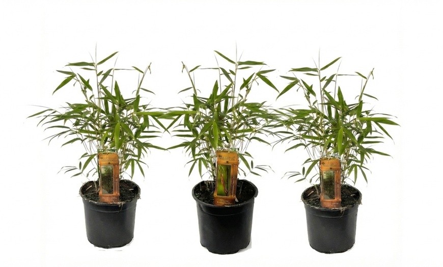 Image 8: 1 ou 2 plantes "Fargesia Red Dragon"